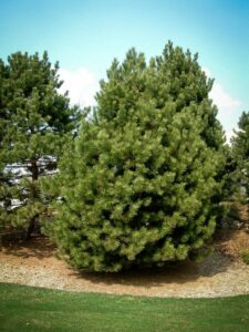 Сосна Чёрная (Pinus Nigra) купить по цене от 270.00р. в интернет-магазине «Посадика» с доставкой почтой в в Волосовое и по всей России – [изображение №1].