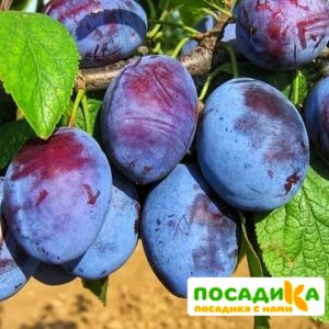 Слива Чачакская ранняя купить по цене от 229.00р. в интернет-магазине «Посадика» с доставкой почтой в в Волосовое и по всей России – [изображение №1].