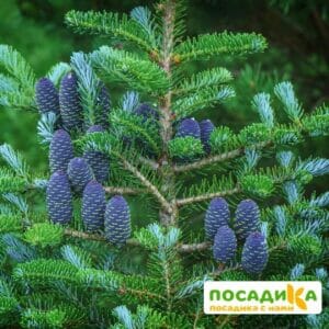 Пихта корейская (Abies koreana) купить по цене от 450.00р. в интернет-магазине «Посадика» с доставкой почтой в в Волосовое и по всей России – [изображение №1].