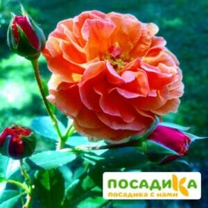 Роза Арабия купить по цене от 350.00р. в интернет-магазине «Посадика» с доставкой почтой в в Волосовое и по всей России – [изображение №1].