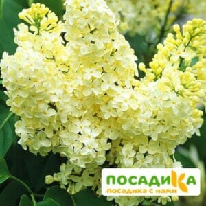 Сирень Примроуз (Primrose) купить по цене от 529.00р. в интернет-магазине «Посадика» с доставкой почтой в в Волосовое и по всей России – [изображение №1].