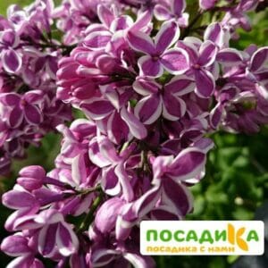 Сирень Сенсация купить по цене от 529.00р. в интернет-магазине «Посадика» с доставкой почтой в в Волосовое и по всей России – [изображение №1].