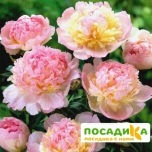 Пион Распберри Сандей (Paeonia Raspberry Sundae) купить по цене от 959р. в интернет-магазине «Посадика» с доставкой почтой в в Волосовое и по всей России – [изображение №1].