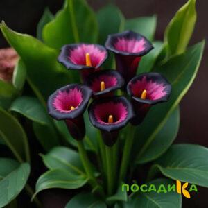 Калла Аура Лейс купить по цене от 400р. в интернет-магазине «Посадика» с доставкой почтой в в Волосовое и по всей России – [изображение №1].