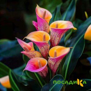 Калла Оникс купить по цене от 450р. в интернет-магазине «Посадика» с доставкой почтой в в Волосовое и по всей России – [изображение №1].