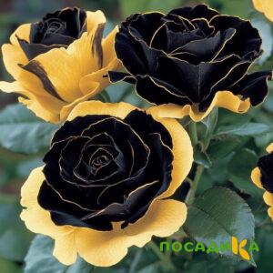 Роза Ханни Сикл купить по цене от 700р. в интернет-магазине «Посадика» с доставкой почтой в в Волосовое и по всей России – [изображение №1].