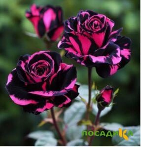 Роза Багровый Шепот купить по цене от 366р. в интернет-магазине «Посадика» с доставкой почтой в в Волосовое и по всей России – [изображение №1].
