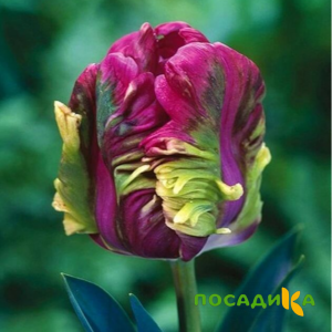 Тюльпан Экзотик Хэвен купить по цене от 186р. в интернет-магазине «Посадика» с доставкой почтой в в Волосовое и по всей России – [изображение №1].