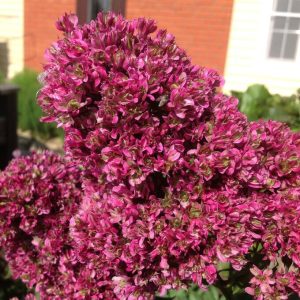 Флокс Филингс купить по цене от 329р. в интернет-магазине «Посадика» с доставкой почтой в в Волосовое и по всей России – [изображение №1].