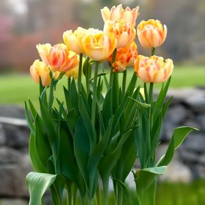 Тюльпан Верона Санрайз купить по цене от 280р. в интернет-магазине «Посадика» с доставкой почтой в в Волосовое и по всей России – [изображение №1].