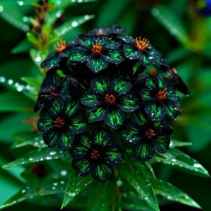 Флокс Ривьера купить по цене от 299р. в интернет-магазине «Посадика» с доставкой почтой в в Волосовое и по всей России – [изображение №1].