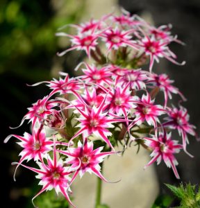 Флокс Метельчатый Путь купить по цене от 456р. в интернет-магазине «Посадика» с доставкой почтой в в Волосовое и по всей России – [изображение №1].