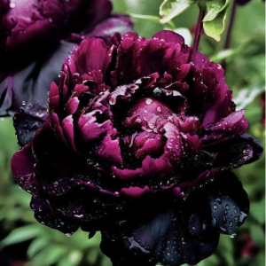 Пион Темный Сад купить по цене от 421р. в интернет-магазине «Посадика» с доставкой почтой в в Волосовое и по всей России – [изображение №1].