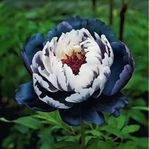 Пион Древовидный Инь-Янь купить по цене от 419р. в интернет-магазине «Посадика» с доставкой почтой в в Волосовое и по всей России – [изображение №1].