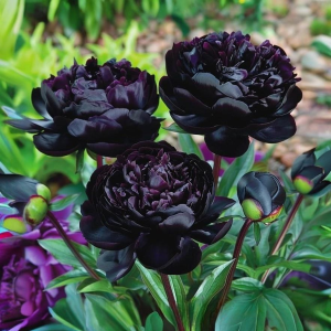 Пион Королевский Бархат купить по цене от 419р. в интернет-магазине «Посадика» с доставкой почтой в в Волосовое и по всей России – [изображение №1].