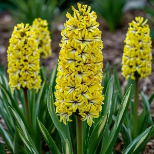 Гиацинт Сансет Голд купить по цене от 2099р. в интернет-магазине «Посадика» с доставкой почтой в в Волосовое и по всей России – [изображение №1].