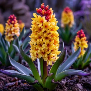 Гиацинт Миднайт Мистери купить по цене от 2099р. в интернет-магазине «Посадика» с доставкой почтой в в Волосовое и по всей России – [изображение №1].