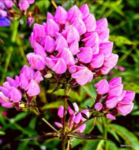 Флокс Бутоник купить по цене от 461р. в интернет-магазине «Посадика» с доставкой почтой в в Волосовое и по всей России – [изображение №1].