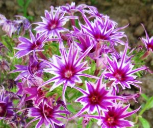 Флокс Звездное Кружево купить по цене от 361р. в интернет-магазине «Посадика» с доставкой почтой в в Волосовое и по всей России – [изображение №1].