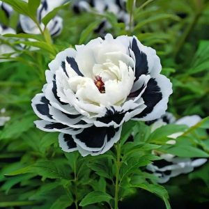 Пион Монохромный Шик купить по цене от 429р. в интернет-магазине «Посадика» с доставкой почтой в в Волосовое и по всей России – [изображение №1].