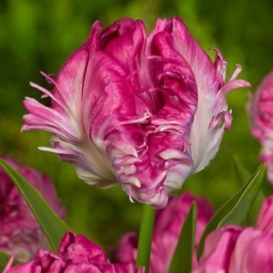 Тюльпан махровый Кул Кристал купить по цене от 400р. в интернет-магазине «Посадика» с доставкой почтой в в Волосовое и по всей России – [изображение №1].