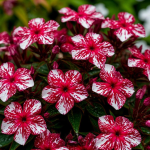 Флокс Ливер Гриммер купить по цене от 590р. в интернет-магазине «Посадика» с доставкой почтой в в Волосовое и по всей России – [изображение №1].